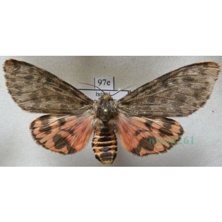 Olepa schleini Witt et al., 2005 female Isreal97e RARE!!!